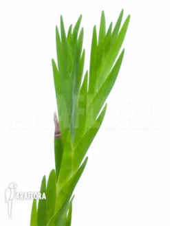 Orchid 'Lockhartia Oerstedii'