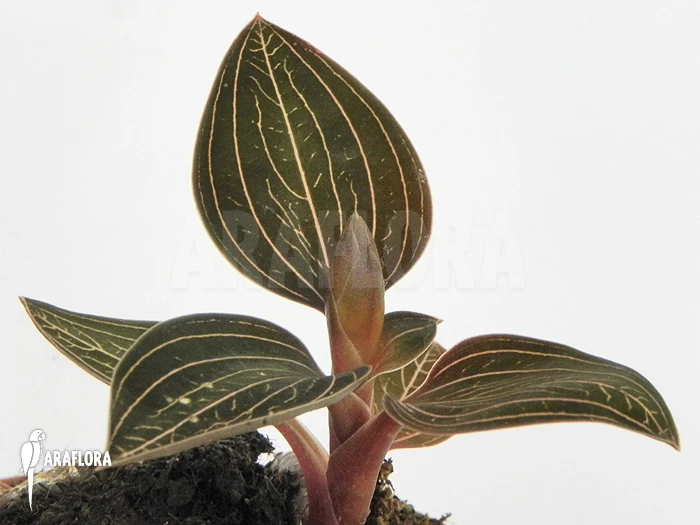 Orchid 'Ludisia Discolor' 1 Orchid 'Ludisia Discolor'