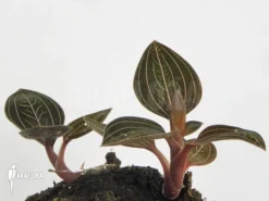 Orchid 'Ludisia Discolor' 7 Orchid 'Ludisia Discolor' -Green Haven Sales Store Ludisia discolor 2