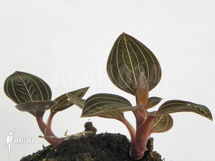 Orchid 'Ludisia Discolor' 2 Orchid 'Ludisia Discolor' - Image 2