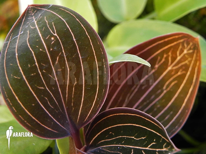 Orchid 'Ludisia Discolor' 3 Orchid 'Ludisia Discolor' - Image 3