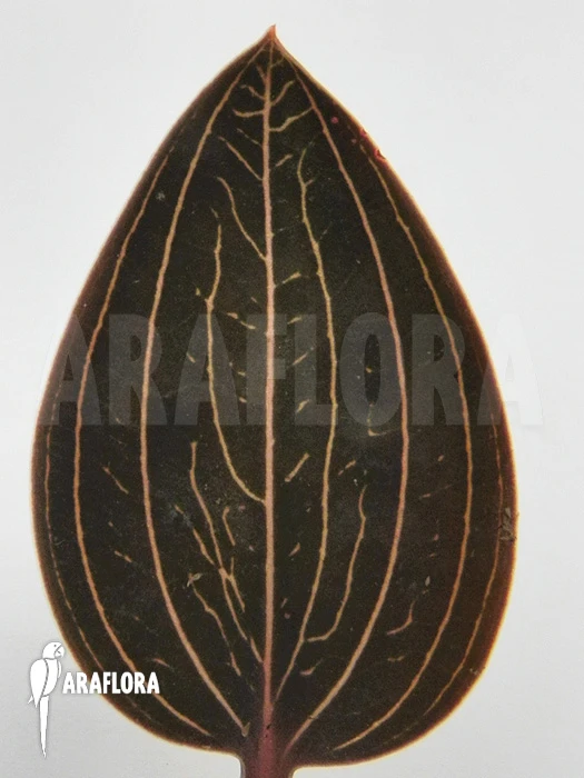 Orchid 'Ludisia Discolor' 4 Orchid 'Ludisia Discolor' - Image 4