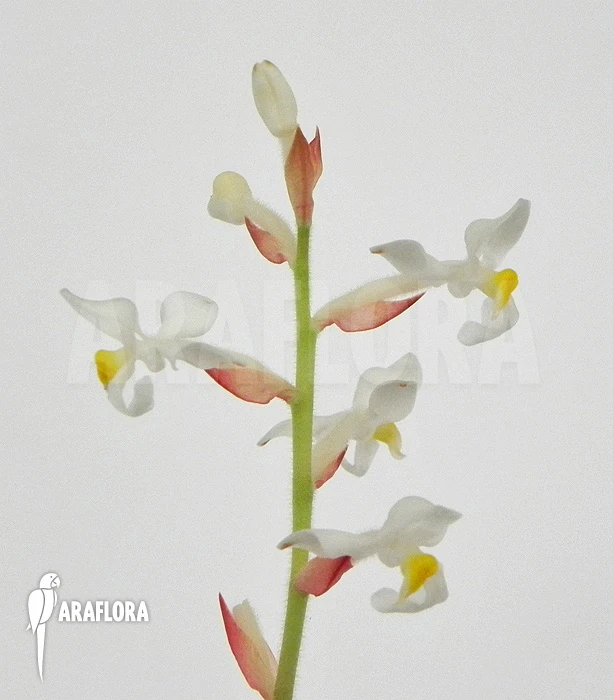 Orchid 'Ludisia Discolor' 5 Orchid 'Ludisia Discolor' - Image 5