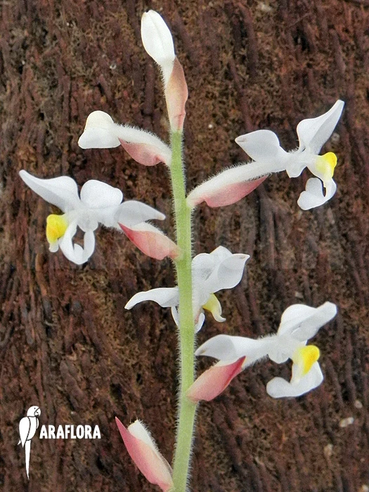 Orchid 'Ludisia Discolor' 6 Orchid 'Ludisia Discolor' - Image 6