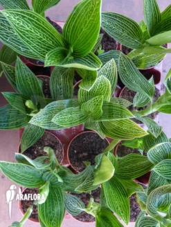 Orchid 'Ludisia Discolor 'Alba' Starter -Green Haven Sales Store Ludisia discolor Alba 1