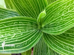 Orchid 'Ludisia Discolor 'Alba' Starter -Green Haven Sales Store Ludisia discolor Alba 3