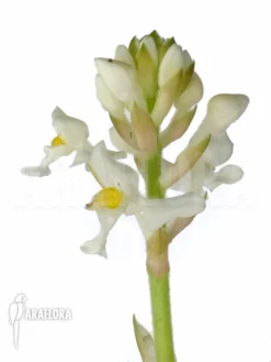 Orchid 'Ludisia Discolor 'Alba' Starter -Green Haven Sales Store Ludisia discolor Alba 6