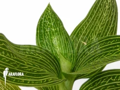 Orchid 'Ludisia Discolor 'Alba'