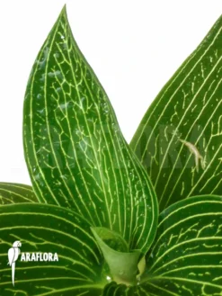 Orchid 'Ludisia Discolor 'Alba' -Green Haven Sales Store Ludisia discolor Alba 9