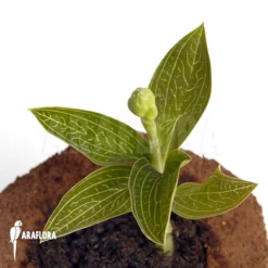 Orchid 'Ludisia Discolor 'Alba' Starter