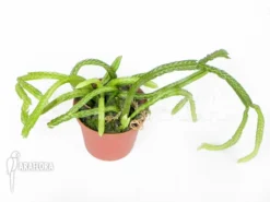 Huperzia (syn: Lycopodium) Tetrasticha