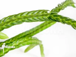 Huperzia (syn: Lycopodium) Tetrasticha 7 Huperzia (syn: Lycopodium) Tetrasticha -Green Haven Sales Store Lycopodium tetrasticha 2