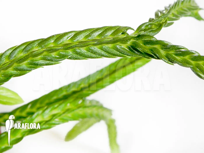 Huperzia (syn: Lycopodium) Tetrasticha 4 Huperzia (syn: Lycopodium) Tetrasticha - Image 4