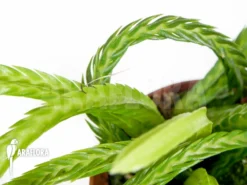 Huperzia (syn: Lycopodium) Tetrasticha 6 Huperzia (syn: Lycopodium) Tetrasticha -Green Haven Sales Store Lycopodium tetrasticha 3