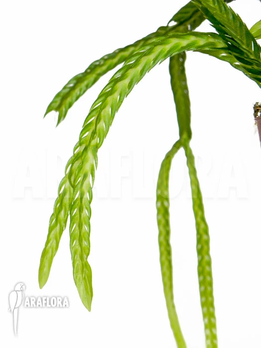 Huperzia (syn: Lycopodium) Tetrasticha 2 Huperzia (syn: Lycopodium) Tetrasticha - Image 2