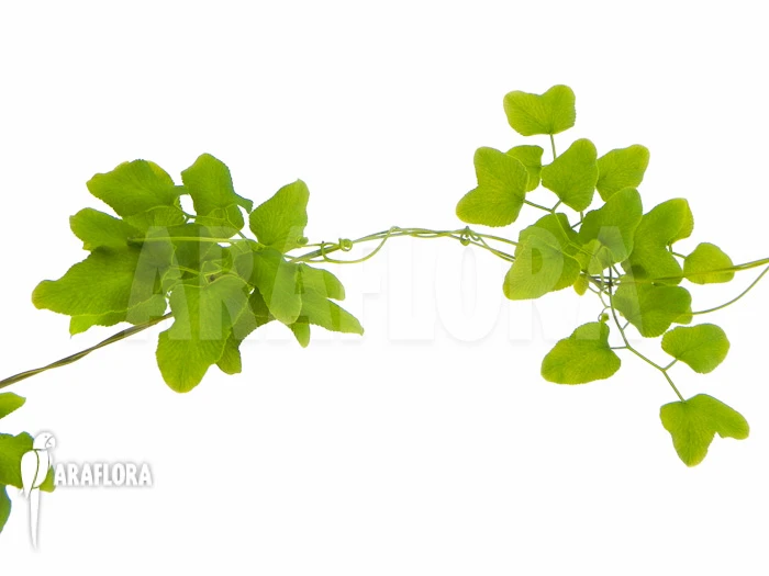 Lygodium Flexuosum 2 Lygodium Flexuosum - Image 2