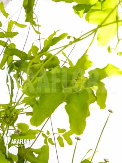 Lygodium Flexuosum 5 Lygodium Flexuosum -Green Haven Sales Store Lygodium flexuosum detail 1