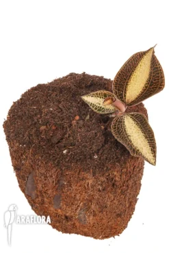 Macodes X Petola 'Pearl' -Green Haven Sales Store Macode petola Pearl 2