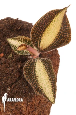 Macodes X Petola 'Pearl' -Green Haven Sales Store Macode petola Pearl 3