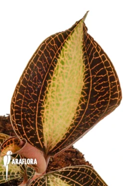 Macodes X Petola 'Pearl' -Green Haven Sales Store Macode petola Pearl 4