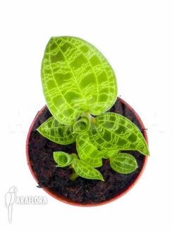 Orchid 'Macode Petola 'Starter''