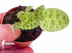 Orchid 'Macode Petola 'Starter'' -Green Haven Sales Store Macode petola Starter 3