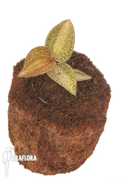 Macodes X Petola 'Topaz' -Green Haven Sales Store Macode petola Topaz 2