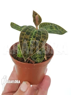 Orchid 'Macodes Celebica' -Green Haven Sales Store Macodes celebica 2