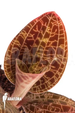 Orchid 'Macodes Sanderiana'