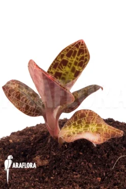 Orchid 'Macodes Sanderiana' -Green Haven Sales Store Macodes lowii 3