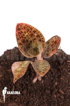 Orchid 'Macodes Sanderiana' -Green Haven Sales Store Macodes lowii 4