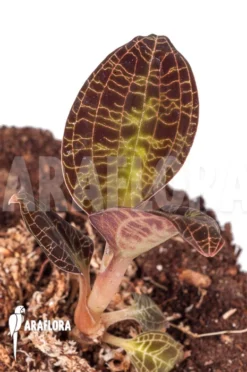 Orchid 'Macodes Sanderiana' -Green Haven Sales Store Macodes lowii 5