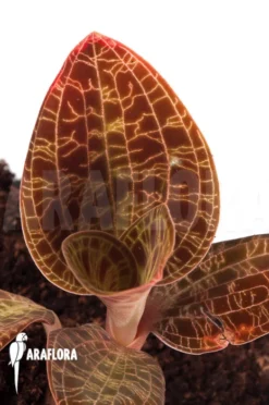 Orchid 'Macodes Sanderiana' -Green Haven Sales Store Macodes lowii 6