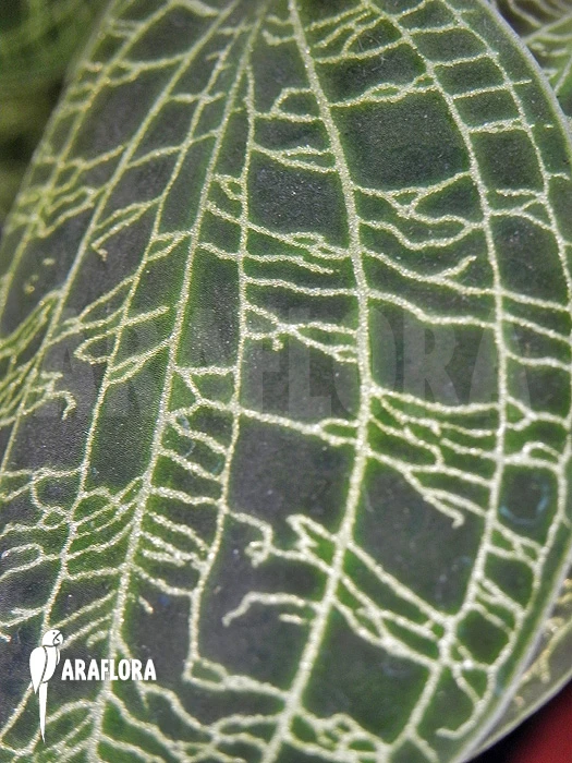 Orchid 'Macodes Petola' 1 Orchid 'Macodes Petola'