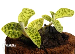 Orchid 'Macodes Petola' 5 Orchid 'Macodes Petola' -Green Haven Sales Store Macodes petola 2