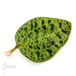 Orchid 'Macodes Petola' 6 Orchid 'Macodes Petola' -Green Haven Sales Store Macodes petola 3