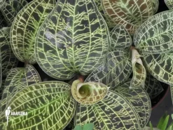 Orchid 'Macodes Petola' 7 Orchid 'Macodes Petola' -Green Haven Sales Store Macodes petola 4