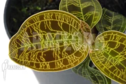 Orchid 'Macodes Petola' 'Gold' 'S'