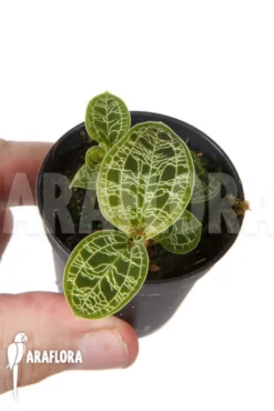 Orchid 'Macodes Petola' 'S'