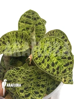 Orchid 'Macodes Petola' Type X