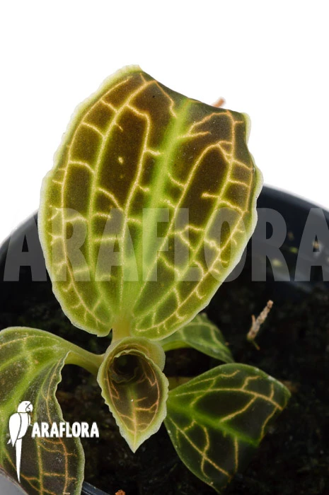 Orchid 'Macodes Sanderiana' 'S' 1 Orchid 'Macodes Sanderiana' 'S'