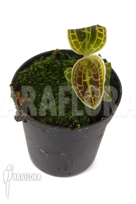 Orchid 'Macodes Sanderiana' 'S' 2 Orchid 'Macodes Sanderiana' 'S' - Image 2