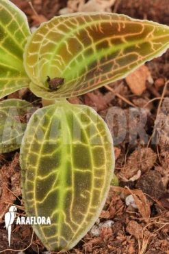 Orchid 'Macodes Sanderiana' Type B