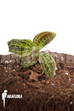 Orchid 'Macodes Sanderiana' Type B -Green Haven Sales Store Macodes sanderiana TypeB 4