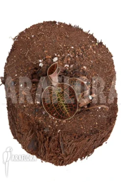 Orchid 'Macodes Sanderiana X Limii' -Green Haven Sales Store Macodes sanderiana x limii 2