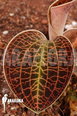 Orchid 'Macodes Sanderiana X Limii' -Green Haven Sales Store Macodes sanderiana x limii 6