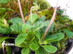 Macrocentrum Droseroides -Green Haven Sales Store Macrocentrum droseroides 10