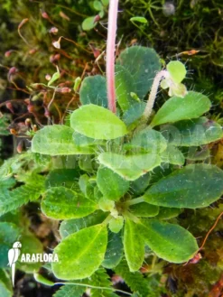 Macrocentrum Droseroides -Green Haven Sales Store Macrocentrum droseroides 7