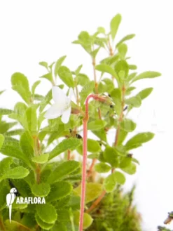 Macrocentrum Droseroides -Green Haven Sales Store Macrocentrum droseroides 8