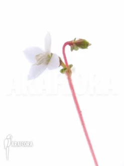 Macrocentrum Droseroides -Green Haven Sales Store Macrocentrum droseroides 9